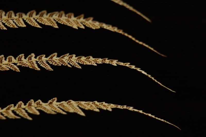 Botanical Embroidery