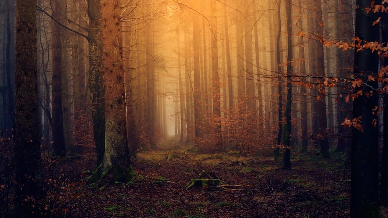 Magical Woodland Venue
